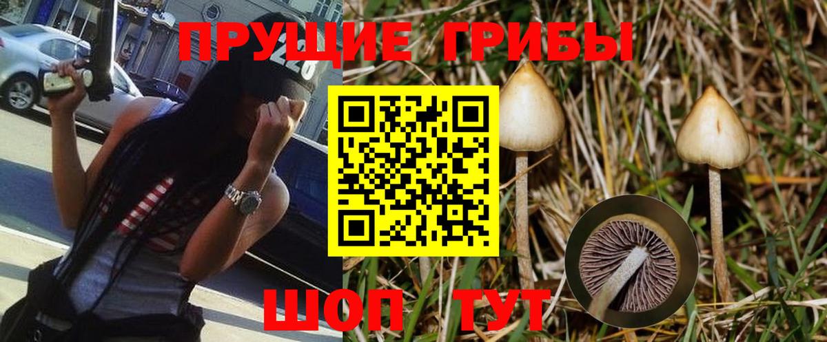 Галлюциногенные грибы Psilocybe Великий Новгород